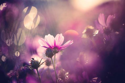 Cosmos flowers beautiful in the garden