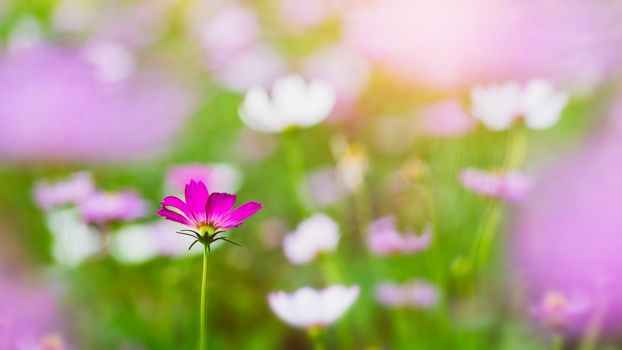 Cosmos flowers beautiful in the garden