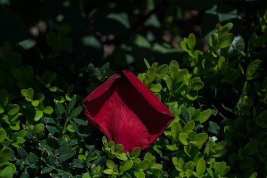 Rose petals in view representing love and romance