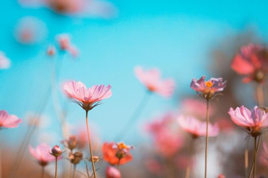 Cosmos flowers beautiful in the garden