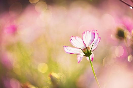 Cosmos flowers beautiful in the garden background