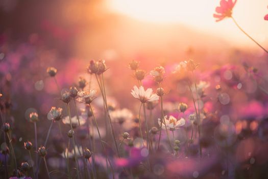 Cosmos flowers beautiful in the garden background