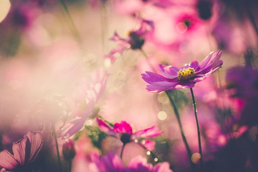 Cosmos flowers beautiful in the garden background