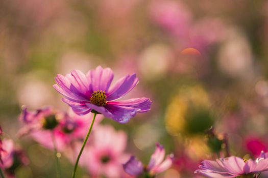 Cosmos flowers beautiful in the garden background