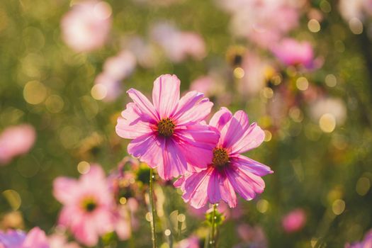 Cosmos flowers beautiful in the garden background