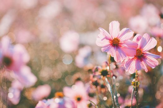 Cosmos flowers beautiful in the garden background