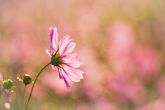 Cosmos flowers beautiful in the garden background