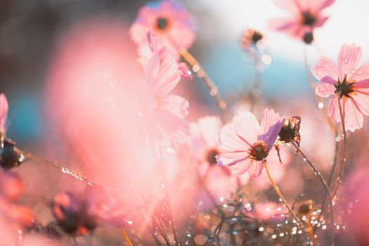 Cosmos flowers beautiful in the garden background