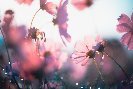 Cosmos flowers beautiful in the garden background