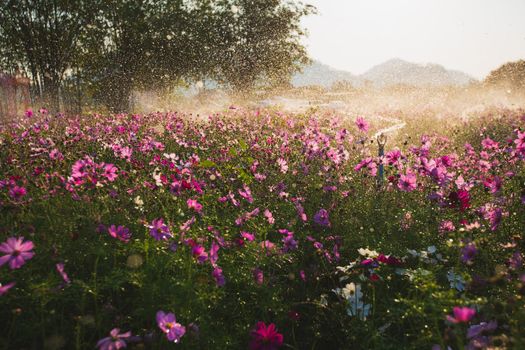 Cosmos flowers beautiful in the garden background, Water splash