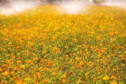 Cosmos flowers beautiful in the garden background