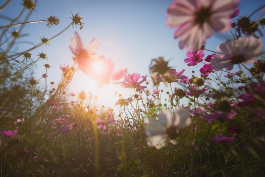 Cosmos flowers beautiful in the garden background