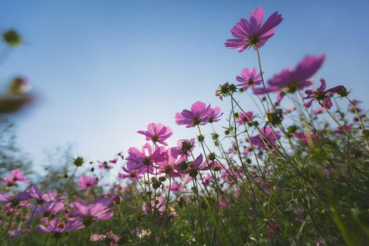 Cosmos flowers beautiful in the garden background