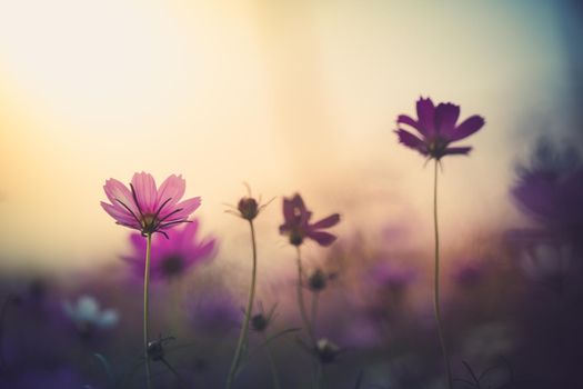 Cosmos flowers beautiful in the garden