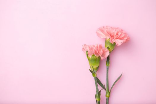 Carnation flowers on sweet pink background, Mother's Day concept