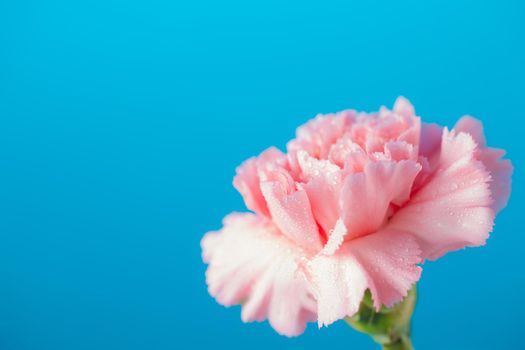 Carnation flowers on blue  background, Mother's Day concept