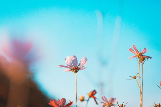 Cosmos flowers beautiful in the garden background