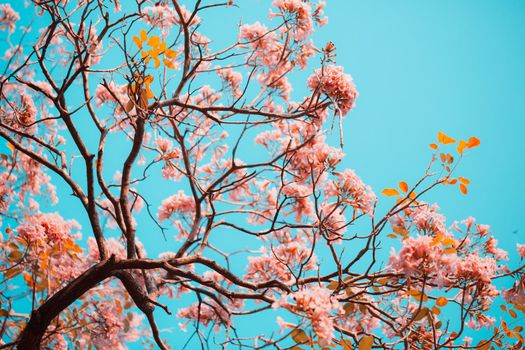 Tabebuia rosea flowers on sky background