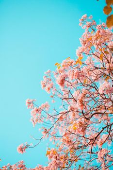 Tabebuia rosea flowers on sky background