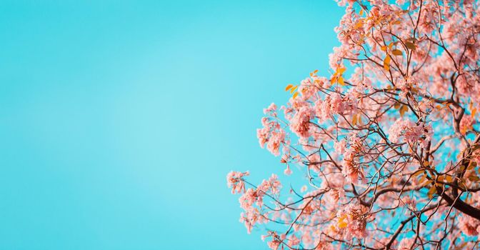 Tabebuia rosea flowers on sky with copy space. Sweet background