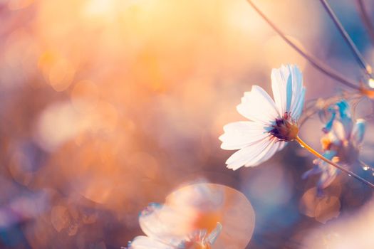 Cosmos flowers beautiful in the garden background