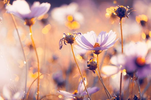 Cosmos flowers beautiful in the garden background