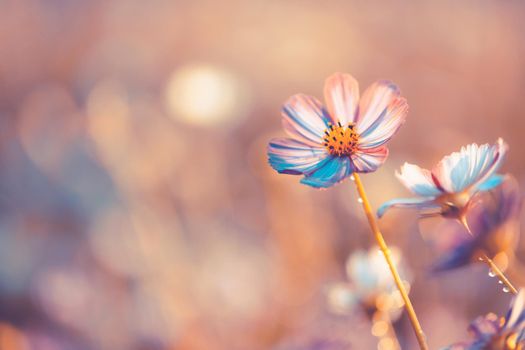 Cosmos flowers beautiful in the garden background