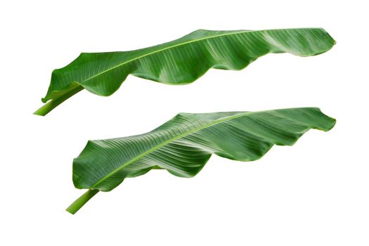 Banana leaves isolated on white with clipping paths