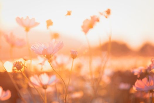 Cosmos flowers beautiful in the garden background