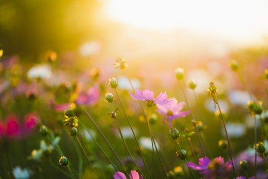 Cosmos flowers beautiful in the garden background