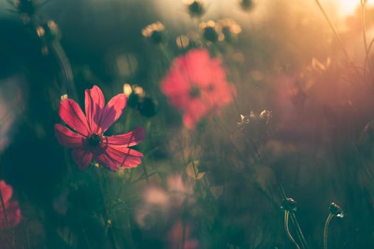 Cosmos flowers beautiful in the garden background