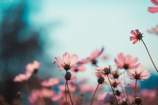 Cosmos flowers beautiful in the garden