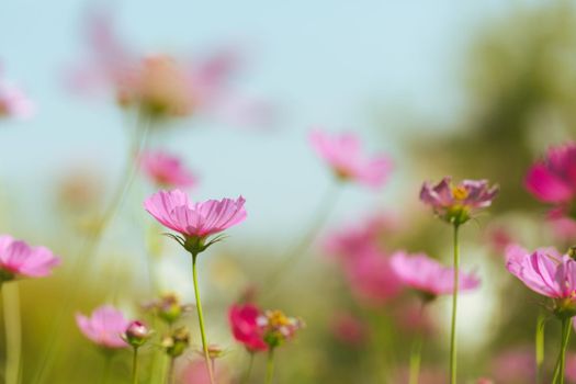 Cosmos flowers beautiful in the garden