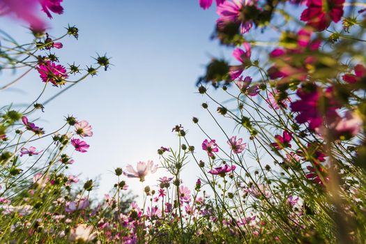 Cosmos flowers beautiful in the garden background