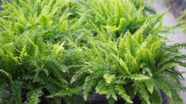 Green fresh of Fern garden