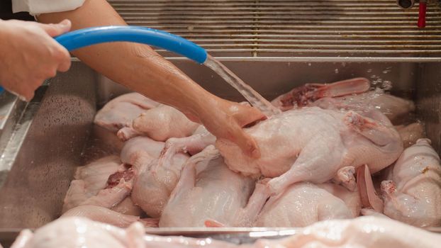 Duck washing for prepared "Peking Duck" menu