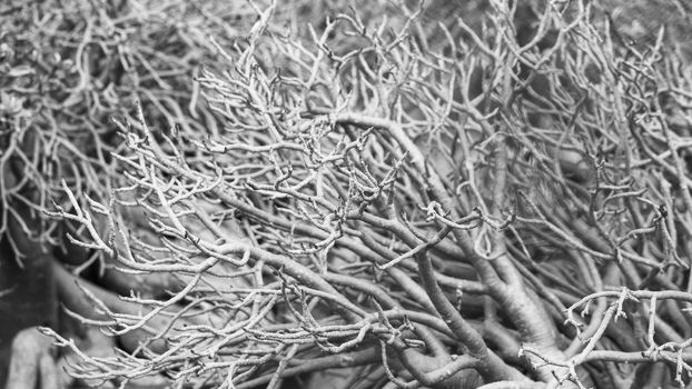 Black and white, Natural view of dry plumeria tree or frangipani tree during annual deciduous