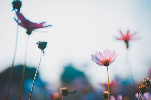 Cosmos flowers beautiful in the garden background