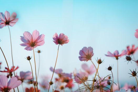 Cosmos flowers beautiful in the garden background