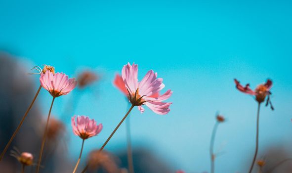 Cosmos flowers beautiful in the garden