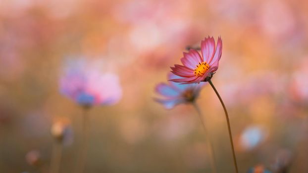 Cosmos flower beautiful on green background