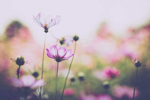 Cosmos flower beautiful on green background