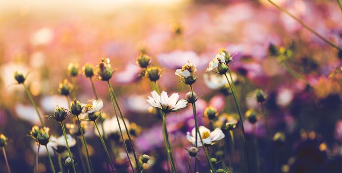 Cosmos flowers beautiful in the garden background