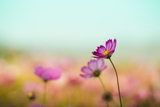 Cosmos flower beautiful on green background