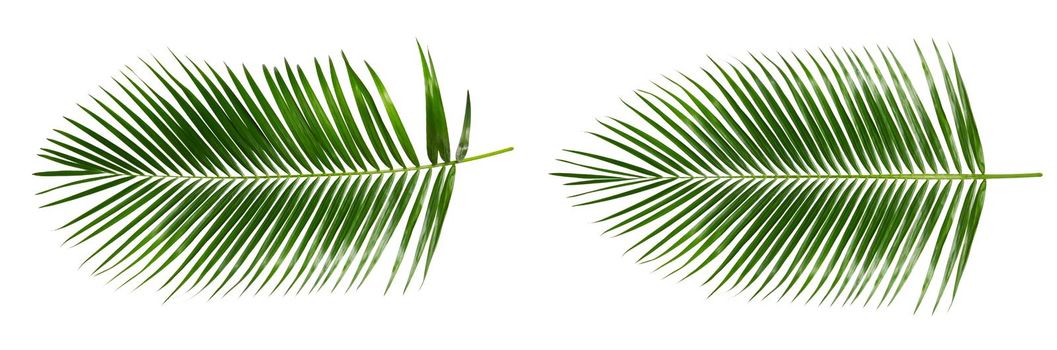 Palm leaves isolated on white with clipping path