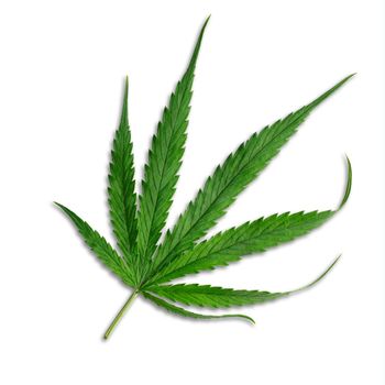 Marijuana Cannabis leaf,  Leaf weed medical hemp hash plantation cannabis legal or illegal drug leaves, isolated with Clipping path