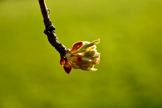 apple blossom bud spring in Germany