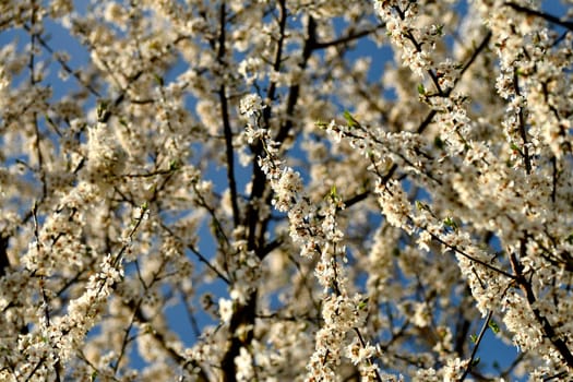 wild mirabelle blossom in springtime