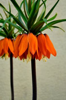 crown imperial with flower in an herbal garden