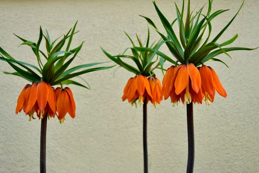 crown imperial with flower in an herbal garden